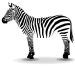 This zebra will do a spin when clicked in Safari